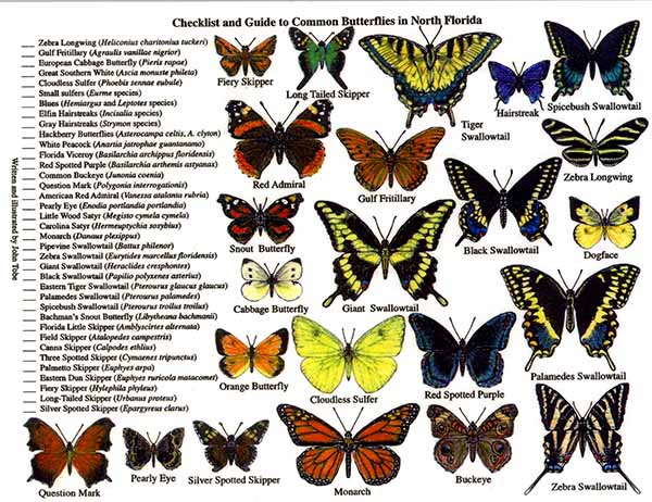 Checklist and Guide to Common Butterflies in North Florida