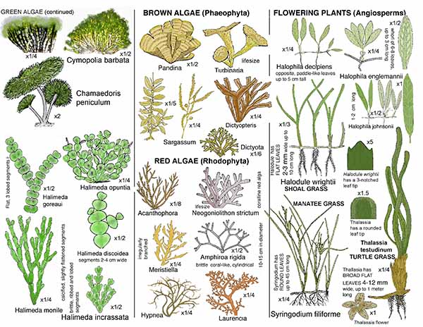 Microalgae Reference Card 2