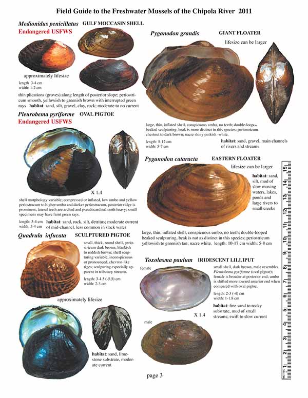 Field Guide to the Freshwater Mussels of the Chipola River Card 3