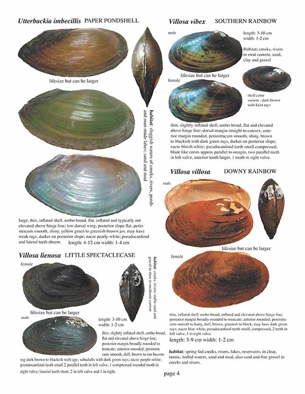 Field Guide to the Freshwater Mussels of the Chipola River Card 4